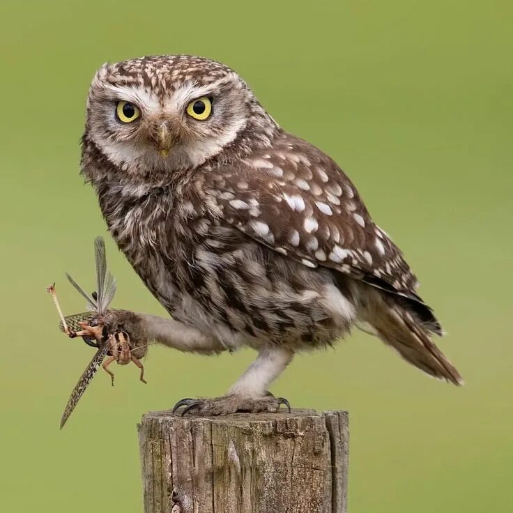 Птица сыч фото и описание An Owl captures a Grasshopper Owl, Animals, Animal pictures