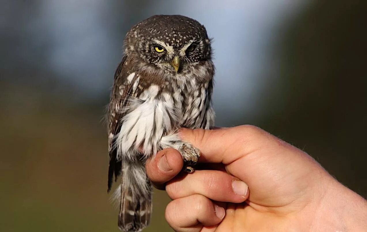 Птица сыч фото и описание Воробьиный сыч (лат. Glaucidium passerinum) Chouette, Animaux, Chouette hibou