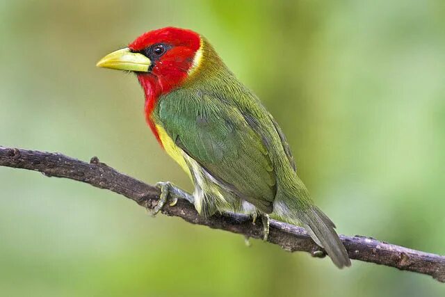 Птица цвета фото название Red-headed barbet - Wikipedia