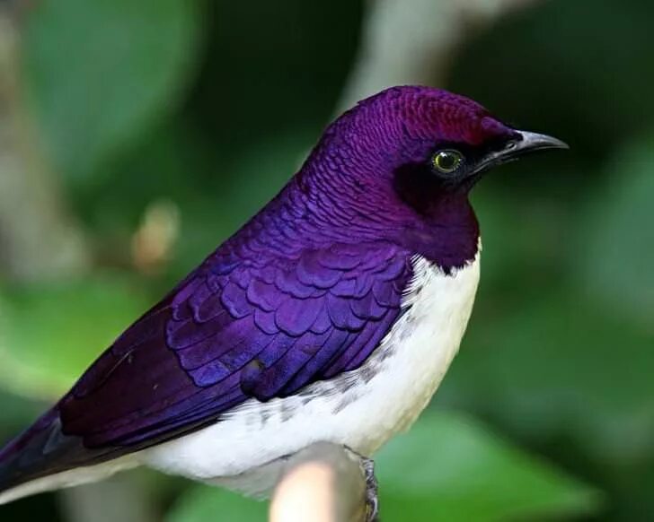 Птица цвета фото название violet backed starling. Purple bird, Exotic birds, Beautiful birds