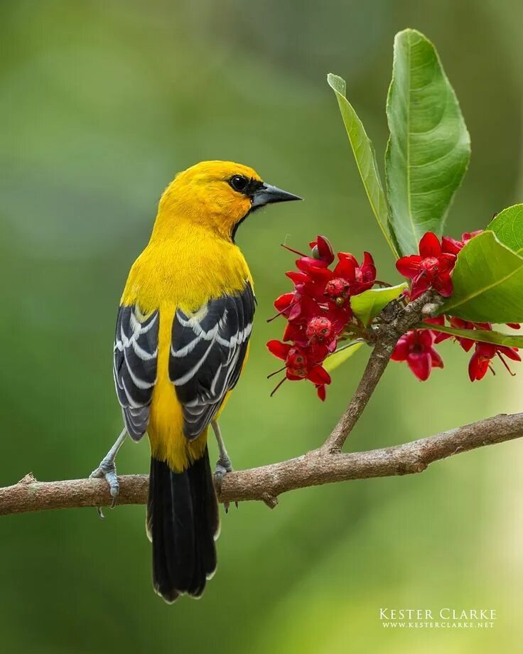 Птица цвета фото название saffron finch cris figueired hasil gambar untuk jual burung finch ... Beautiful 