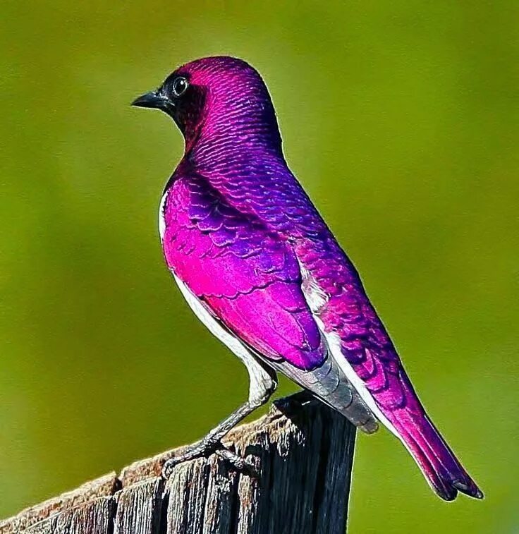 Птица цвета фото название Birds And Animals: Bert Pretty Violet-backed Starling Pretty birds, Beautiful bi