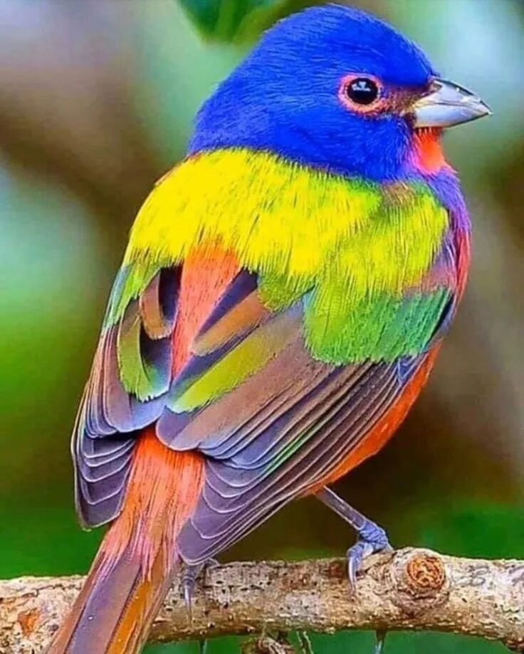 Птица цвета фото название Beautiful Painted Buntings Are Colorful Birds That Perfectly Live Up To Their Na