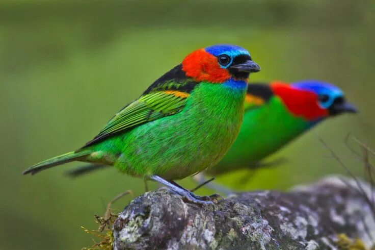 Птица цвета фото название Le Tangara rouge Il existe trois sous-espèces de cet oiseau tropical qui diffère