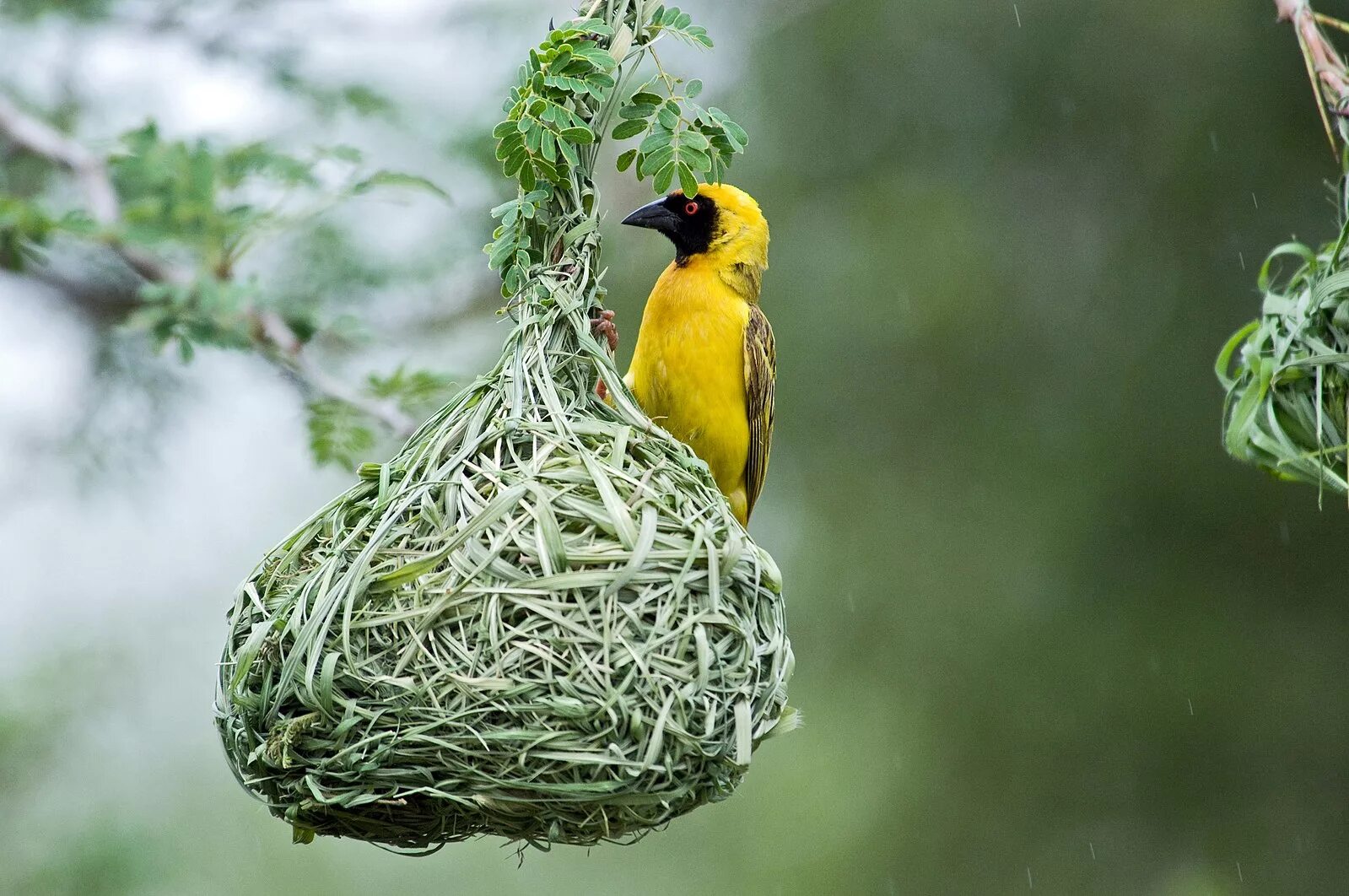 Птица ткач фото Файл:Southern Masked Weaver.jpg - Википедия