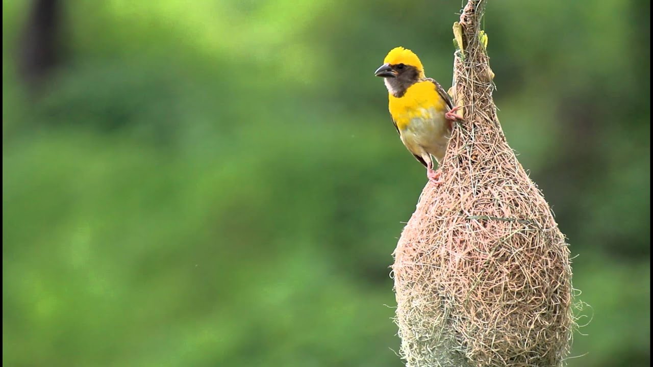 Птица ткач фото Baya weaver at work.MOV - YouTube