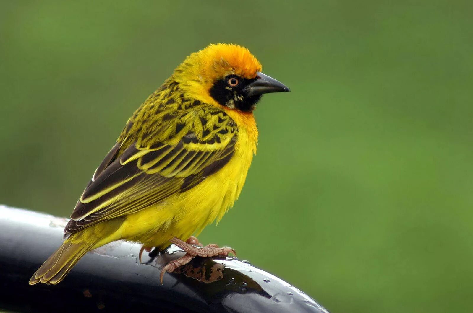 Птица ткач фото Файл:Speke's-weaver.jpg - Вікіпедія