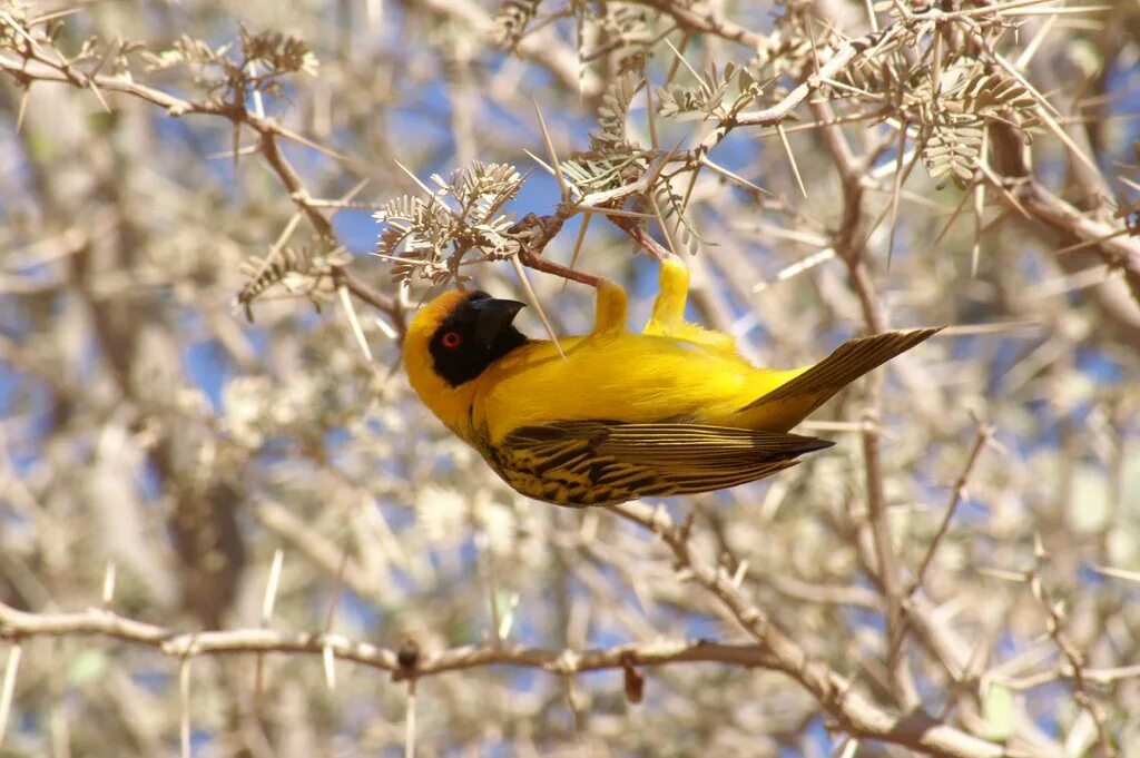 Птица ткач фото 814 Southern Masked Weaver Southern Masked Weaver (Ploceus. Flickr