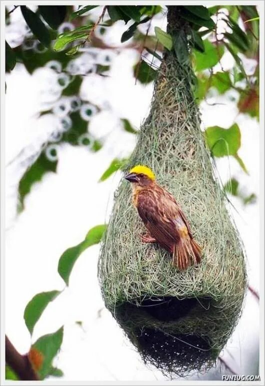 Птица ткач фото a unique nest Beautiful birds, Birds, Bird building nest