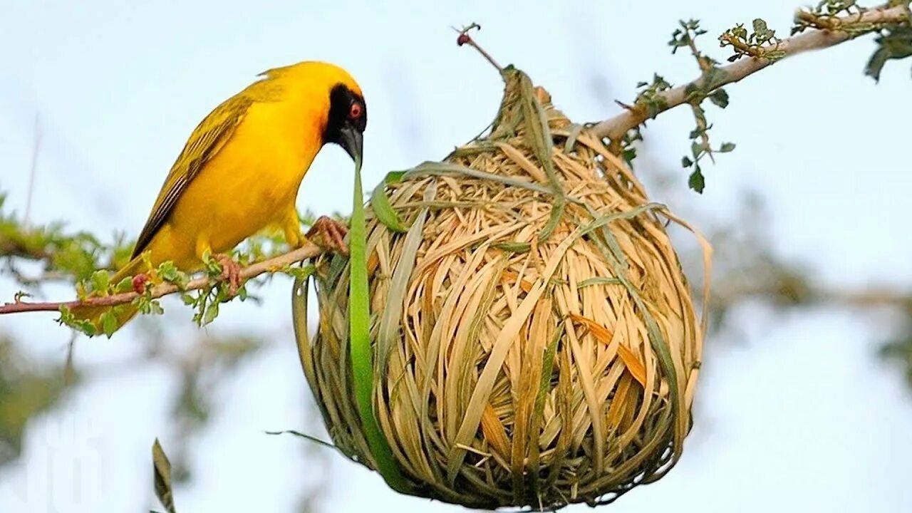 Птица ткач фото Most Amazing Nests In The Animal World - YouTube