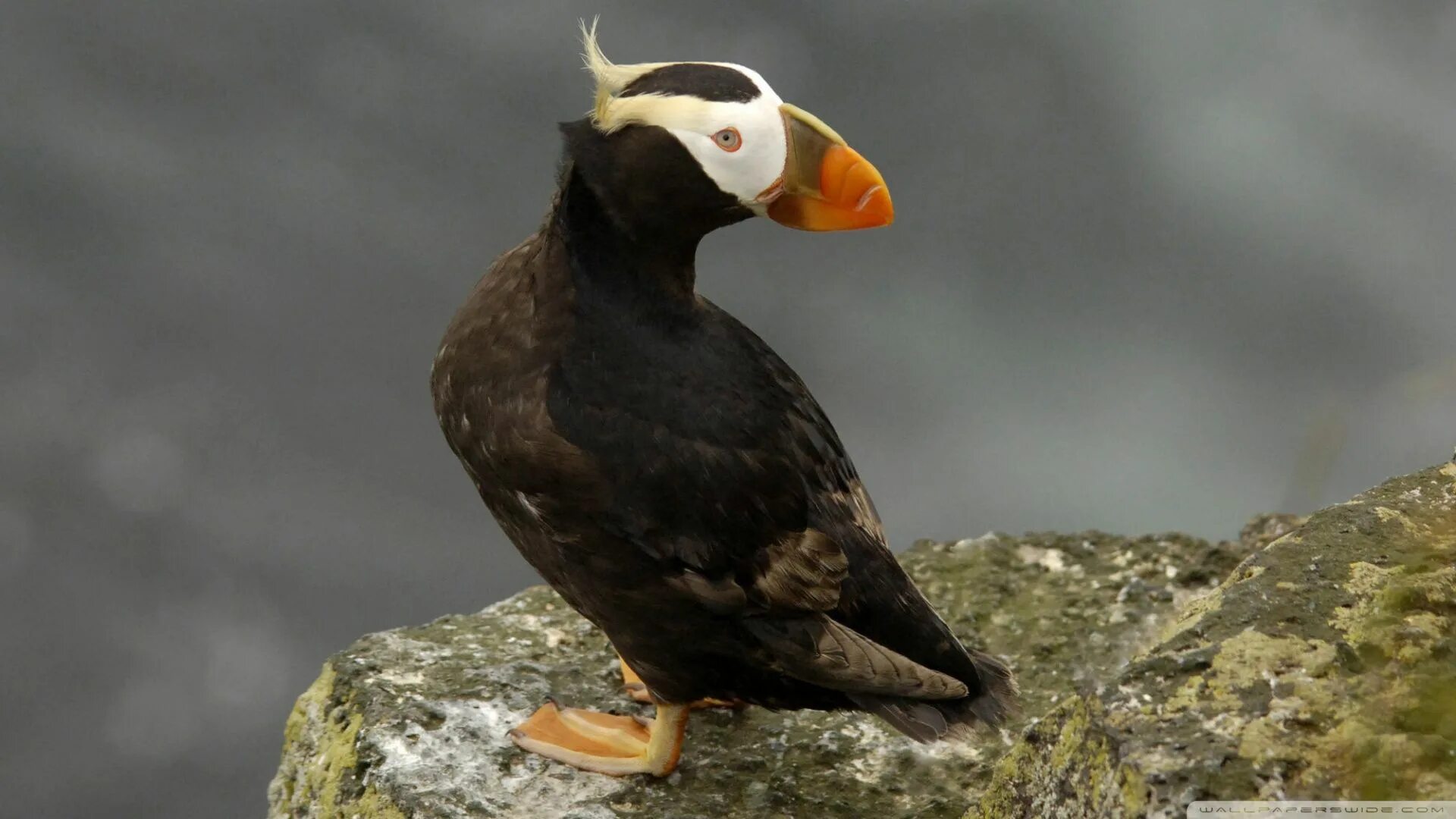 Птица топорик фото Tufted Puffin Alaska wallpaper, World birds, Alaska photos