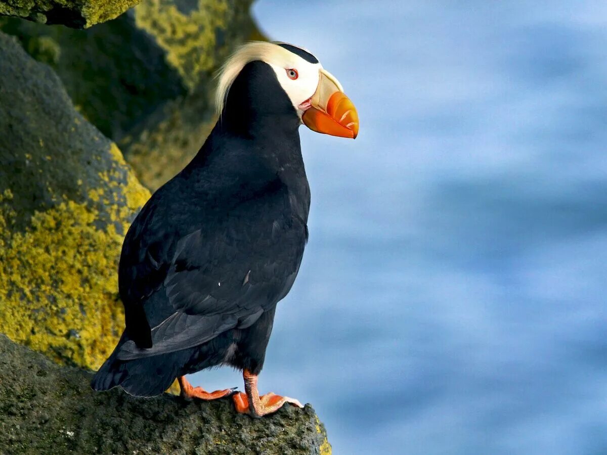 Птица топорик фото Tufted Puffin NatureRules1 Wiki Fandom