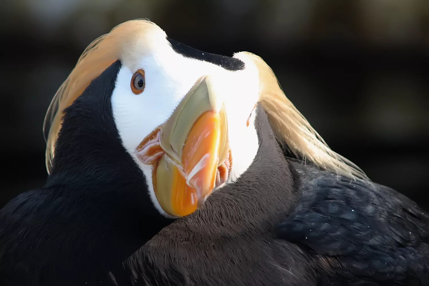 Птица топорик фото File:2. Tufted Puffin (Fratercula cirrhata).jpg - Wikimedia Commons