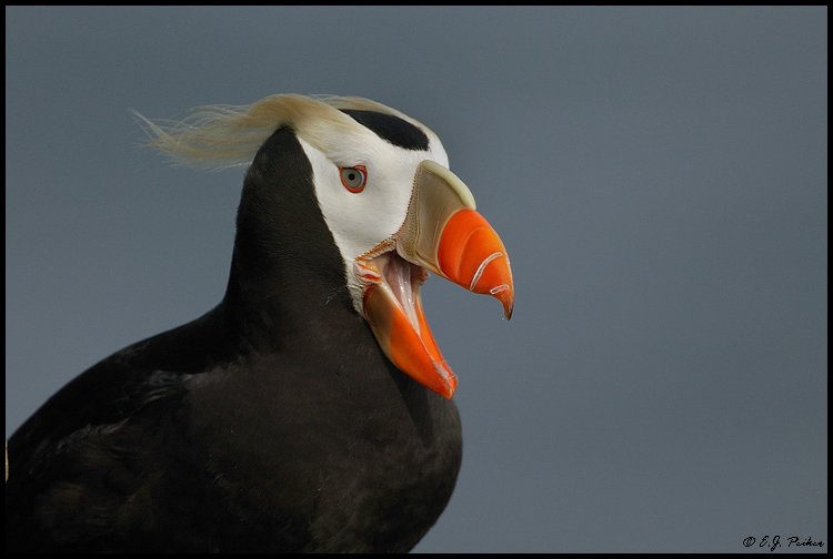 Птица топорик фото August 2003 - Tufted Puffin Saint Paul Island, The Pribilofs E.J. Peiker Funny b