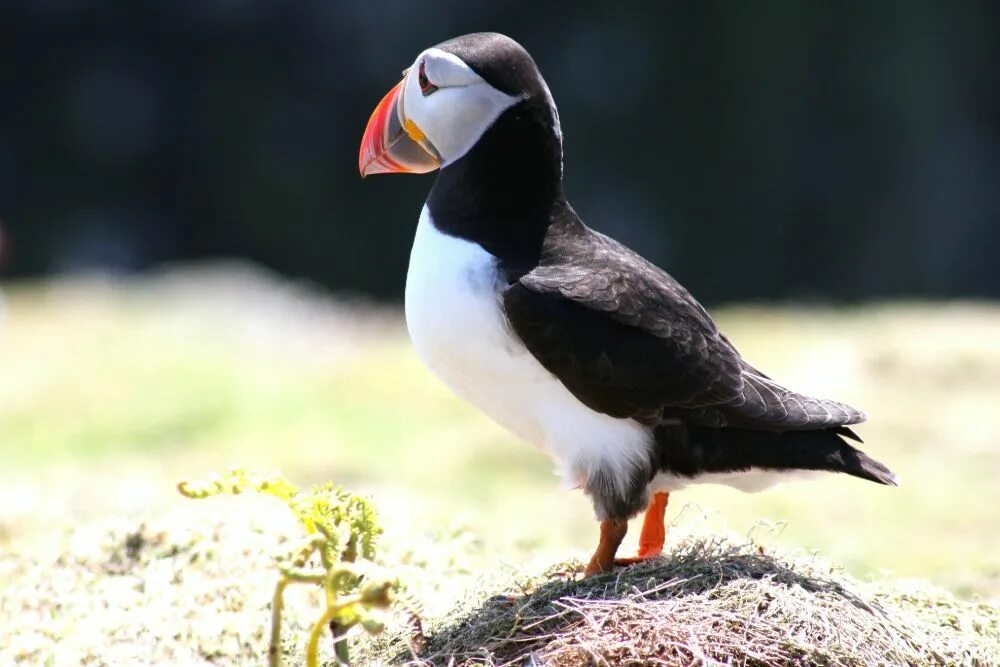 Птица топорик фото Boaters Urged To Watch Out For Puffins - Channel 103