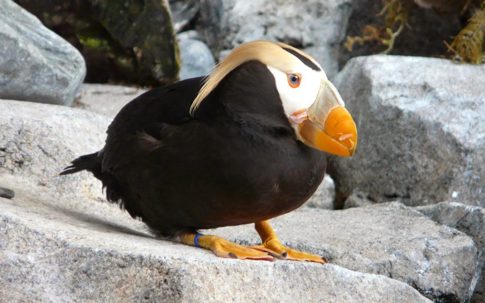 Птица топорик фото Tufted Puffin - 1600x1000 - Download HD Wallpaper - WallpaperTip