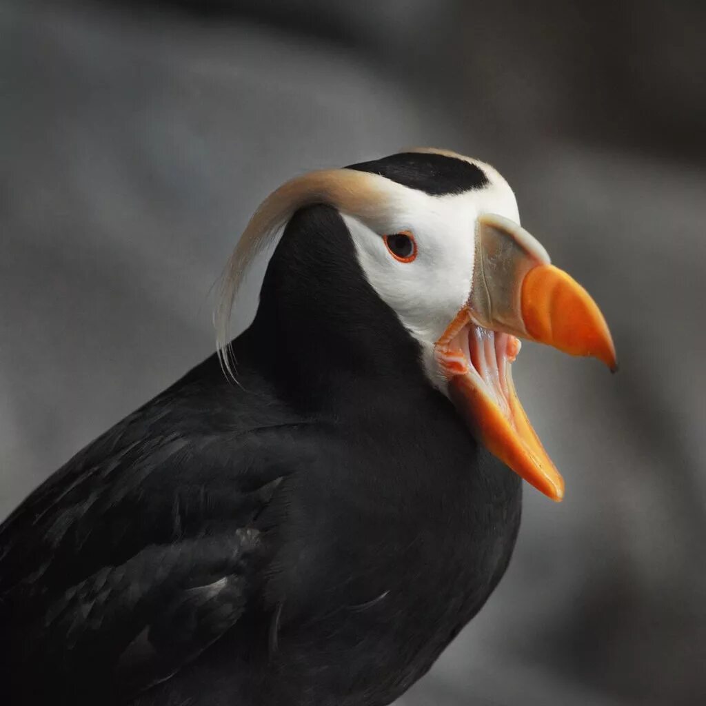 Птица топорик фото tufted puffin published at www.nwf.org/ eyebex Flickr