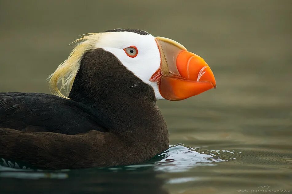 Птица топорик фото Tufted Puffin A Tufted Puffin swimming in the Strait of Ju. Flickr