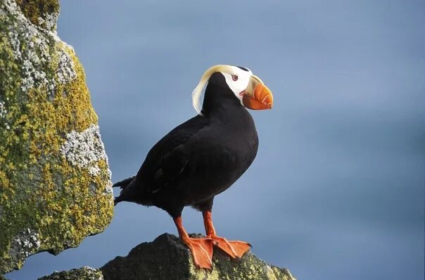 Птица топорик фото Axe is a sea bird of the pristine family. It has a bright appearance - a powerfu