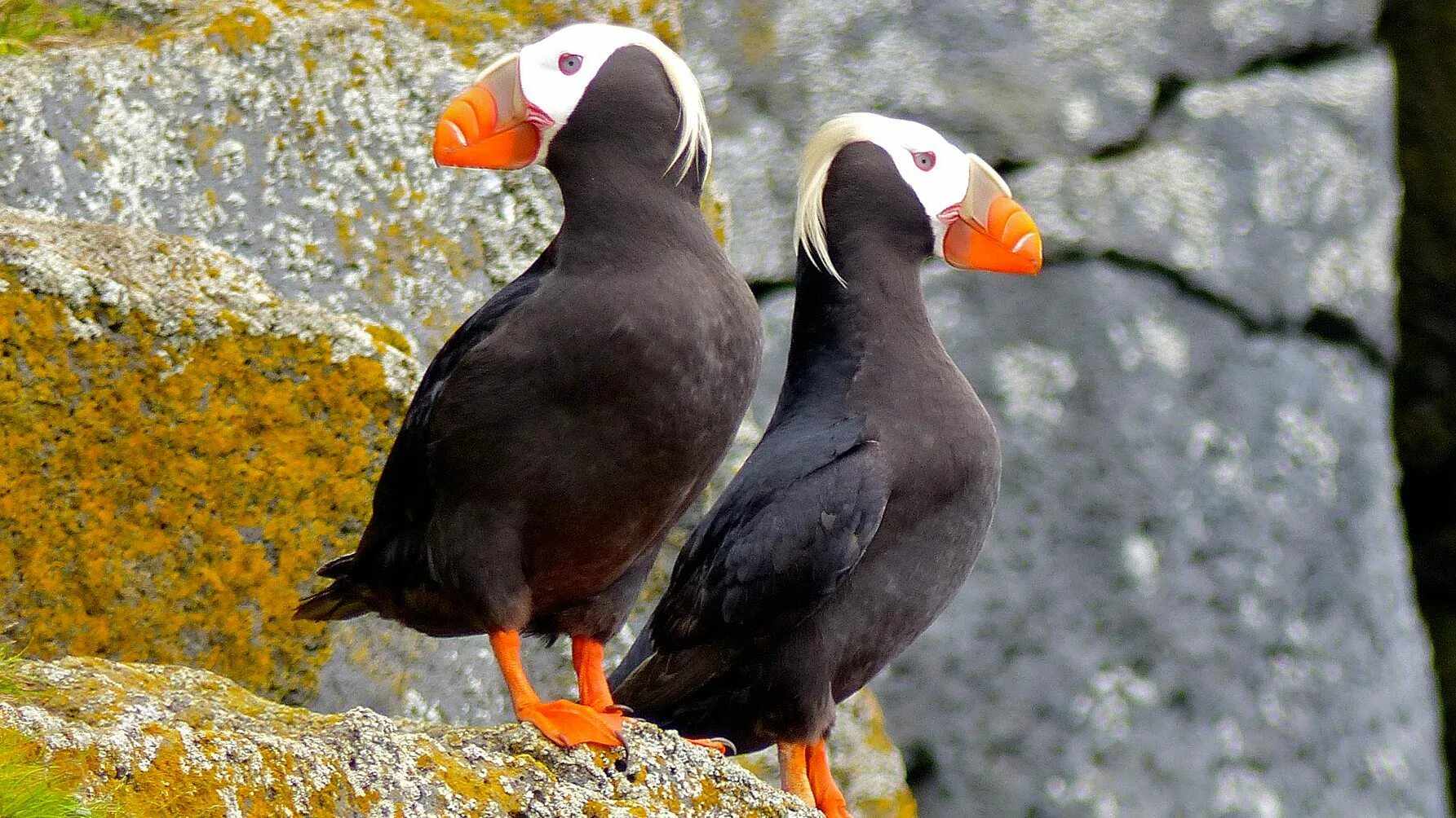 Птица топорик фото Birding Escapes: Homer, Alaska All About Birds All About Birds