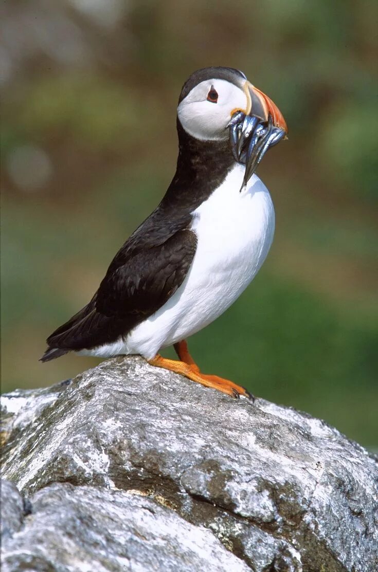 Птица топорик фото Orkney Puffin Sea birds, Puffin, National animal