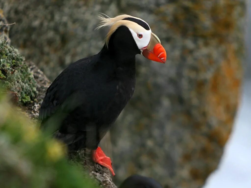 Птица топорик фото Tufted Puffin - Fratercula cirrhata Doug Sonerholm Flickr