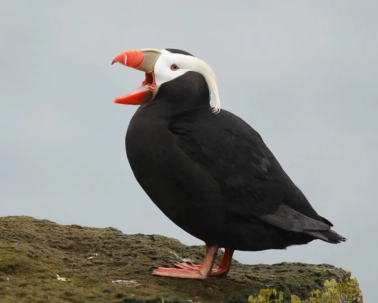 Птица топорик фото Tufted Puffin Birdspix Puffin, Tufted, Bird