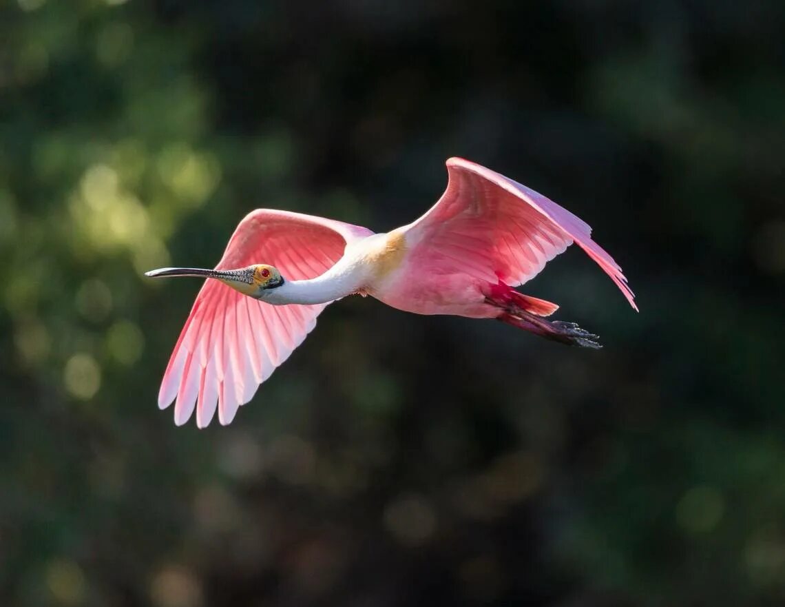 Птица туфелька фото Move over flamingo. SC has its own big, beautiful pink bird. Here’s what to know