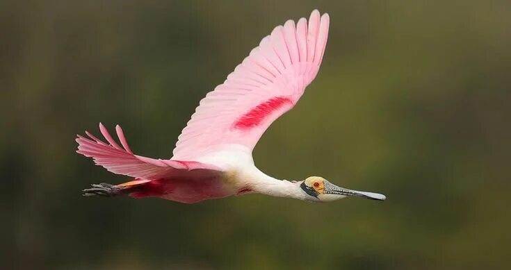 Птица туфелька фото Roseate Spoonbill Photos and Videos for, All About Birds, Cornell Lab of Ornitho