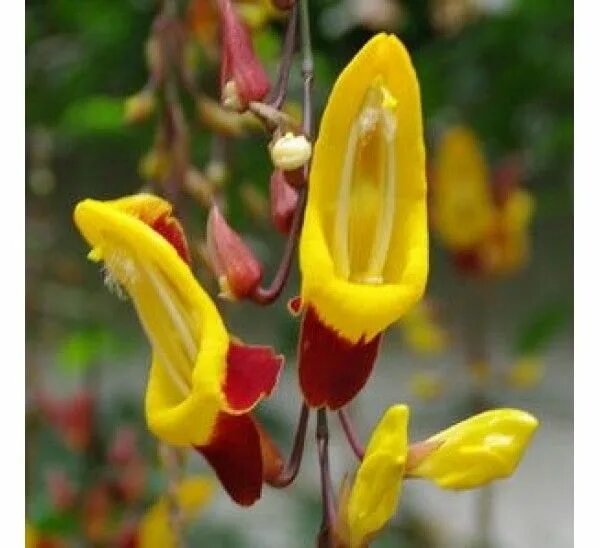 Птица туфелька фото Thunbergia Mysorensis Plant - Mysore Trumpet Vine, Indian Clock Vine Plants, Ann