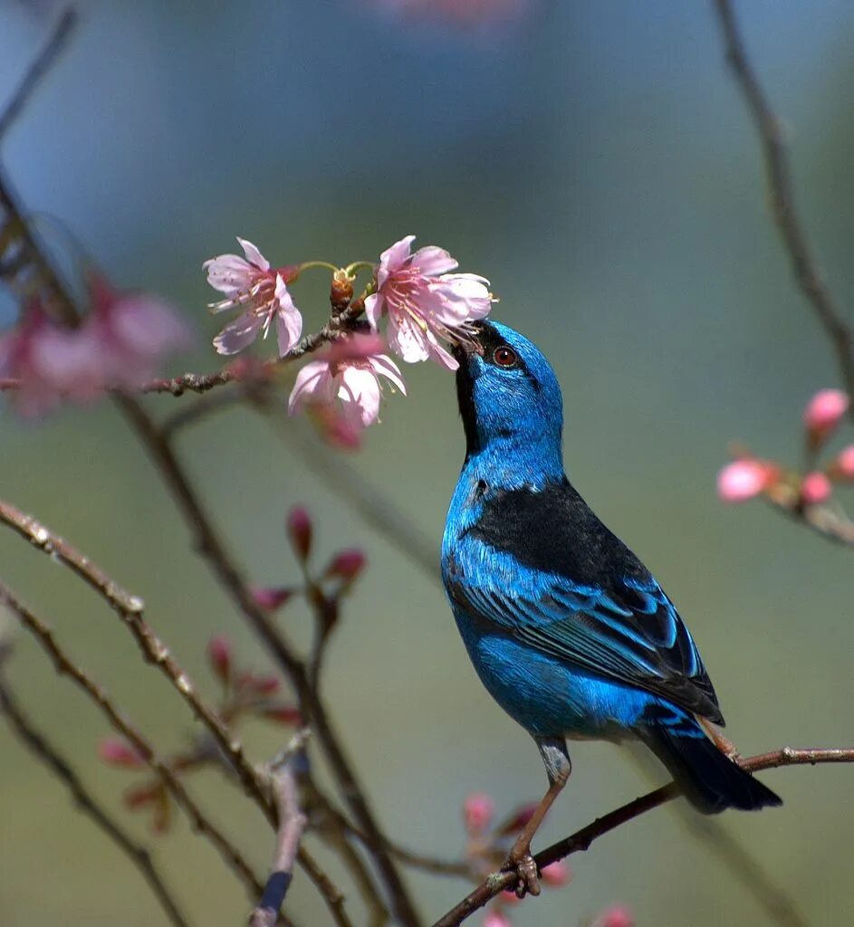 Птица удачи фото Pin on Kuşlar- BIRDS