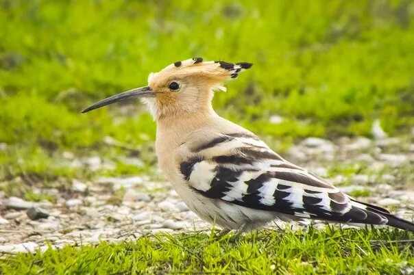 Птица удод фото где обитает Rare southern bird flew to Kuzbass after snowfall (photo) https://vse42.ru/news/