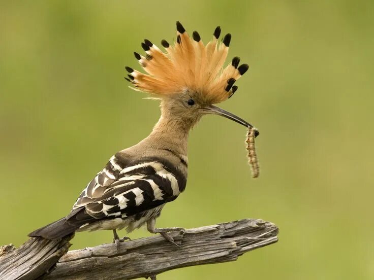 Птица удод фото где обитает Hoopoe 3 Pet birds, Hawaii wall art, African animals