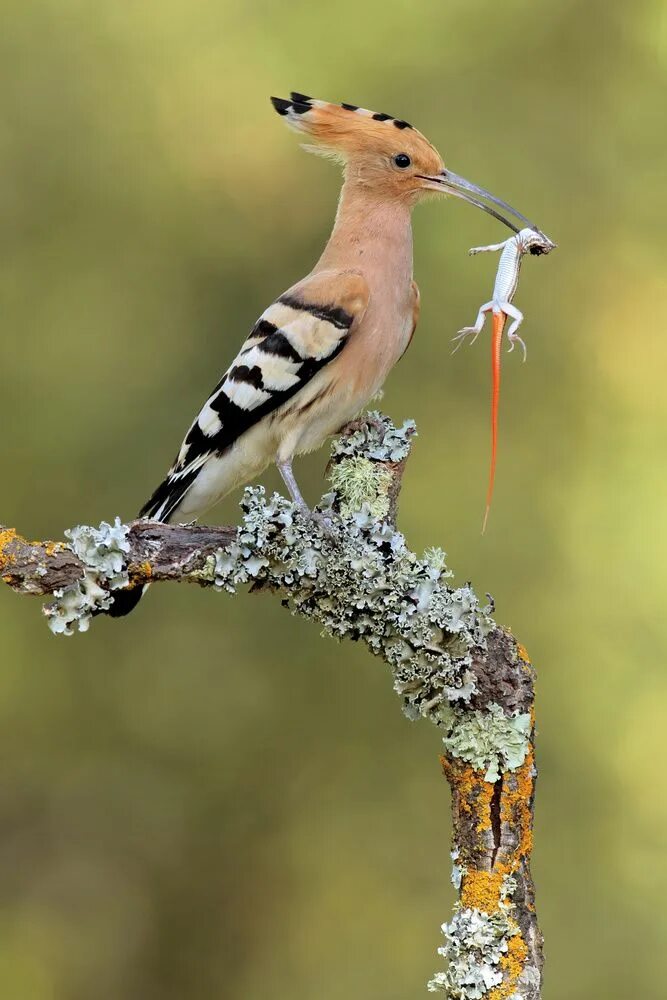 Птица удод фото где обитает A piece of fine art art photography titled Hoopoe and Lizard by Andres Miguel Do