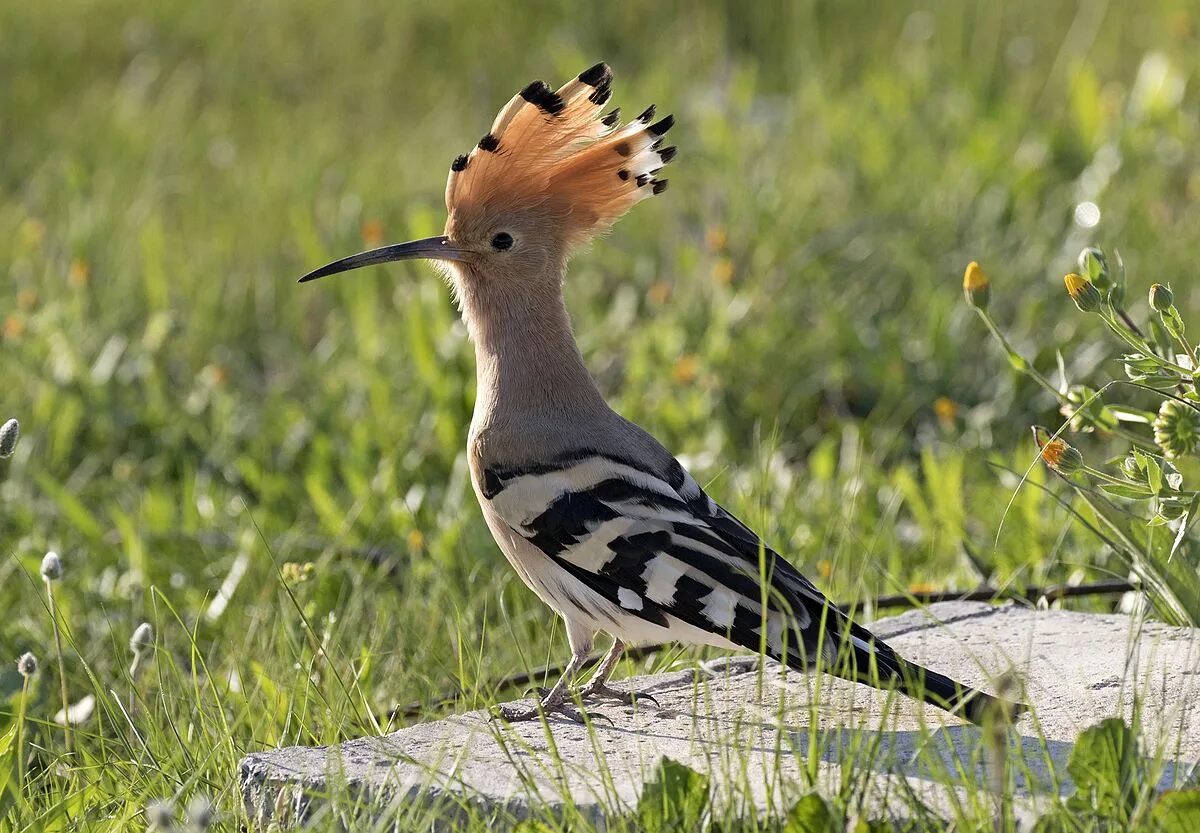 Птица удод фото где обитает File:Common hoopoe - Upupa epops 06.jpg - Wikimedia Commons