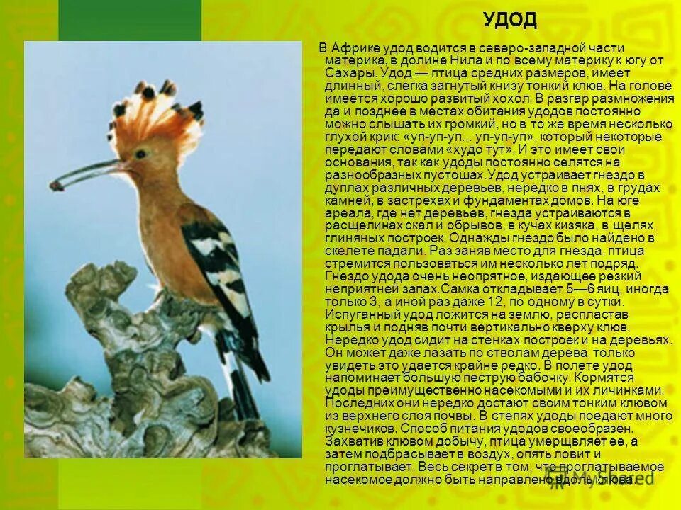 Птица удод фото где обитает Где обитают удоды: найдено 89 изображений