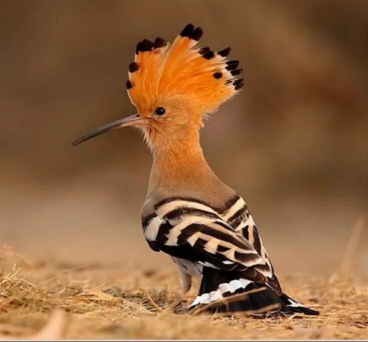 Птица удод фото где обитает Hoopoe (Upupa epops) Exotic birds, Pet birds, South african birds