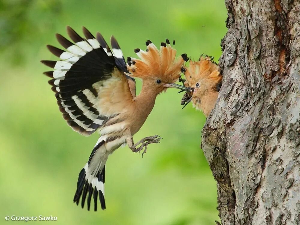 Птица удод фото и описание Common Hoopoe Bird, Beautiful birds, Rare birds