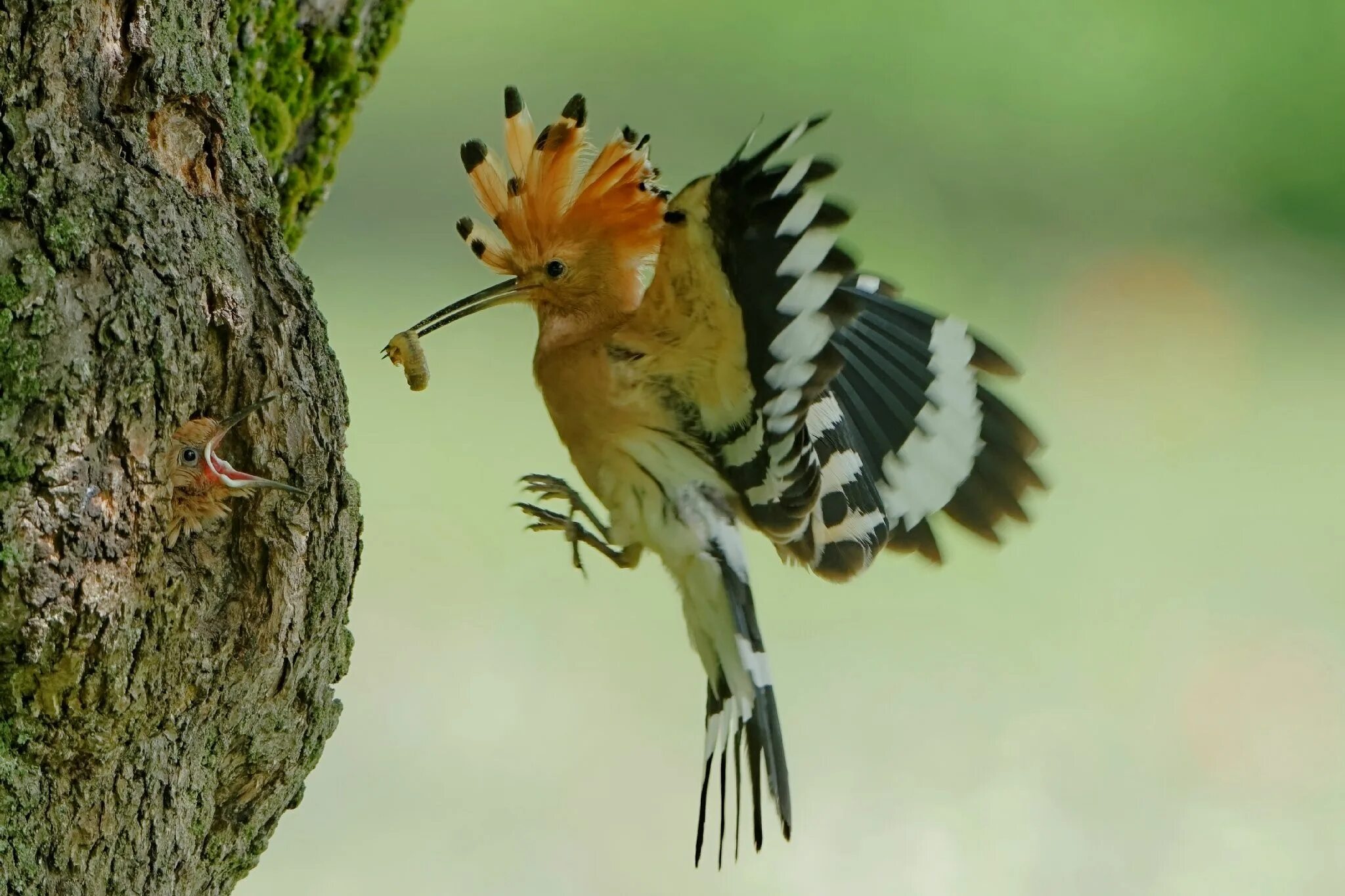 Птица удод фото и описание Hoopoe meal Wild birds, Wolf photos, Beautiful birds