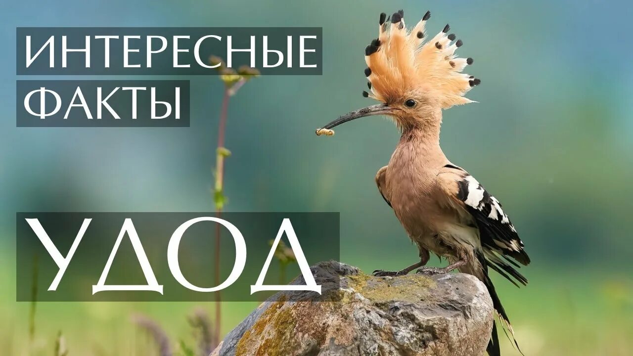 Птица удод фото и описание Удод - интересные факты (Фото, видео, звуки) - YouTube