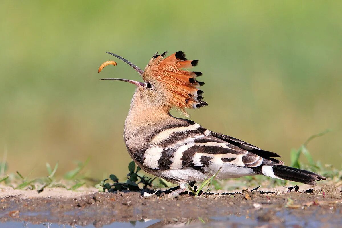 Птица удод фото и описание Upupa JuzaPhoto Animali belli, Animali pazzi, Animali