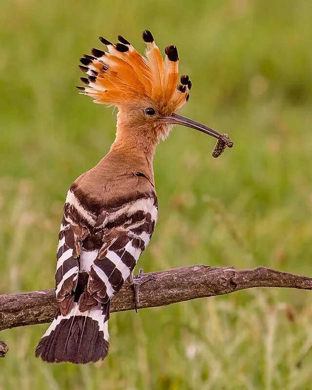 Птица удод фото и описание Datei:Hoopoe taking food to the nest (19546723036).jpg - Wikipedia