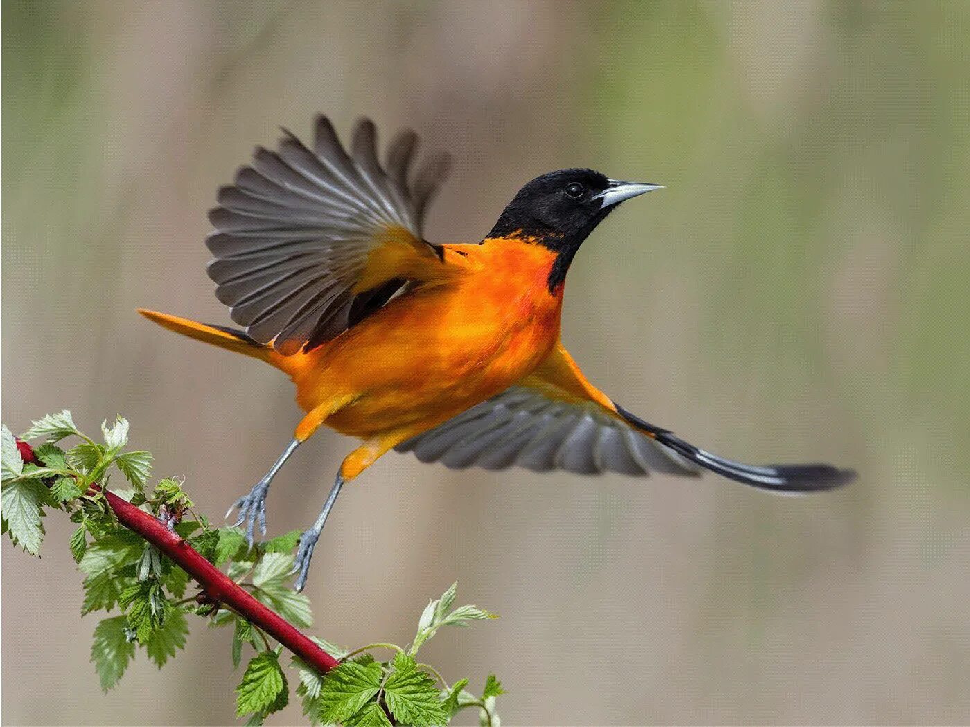 Птица уход фото Представлен график выхода Ubuntu 24.10 Oracular Oriole (Предвещающая Иволга) / Х