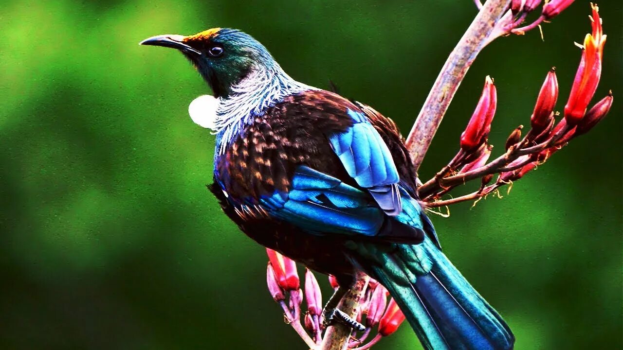 Птица уход фото 10 Amazing Birds That Can Be Found In New Zealand Only - YouTube