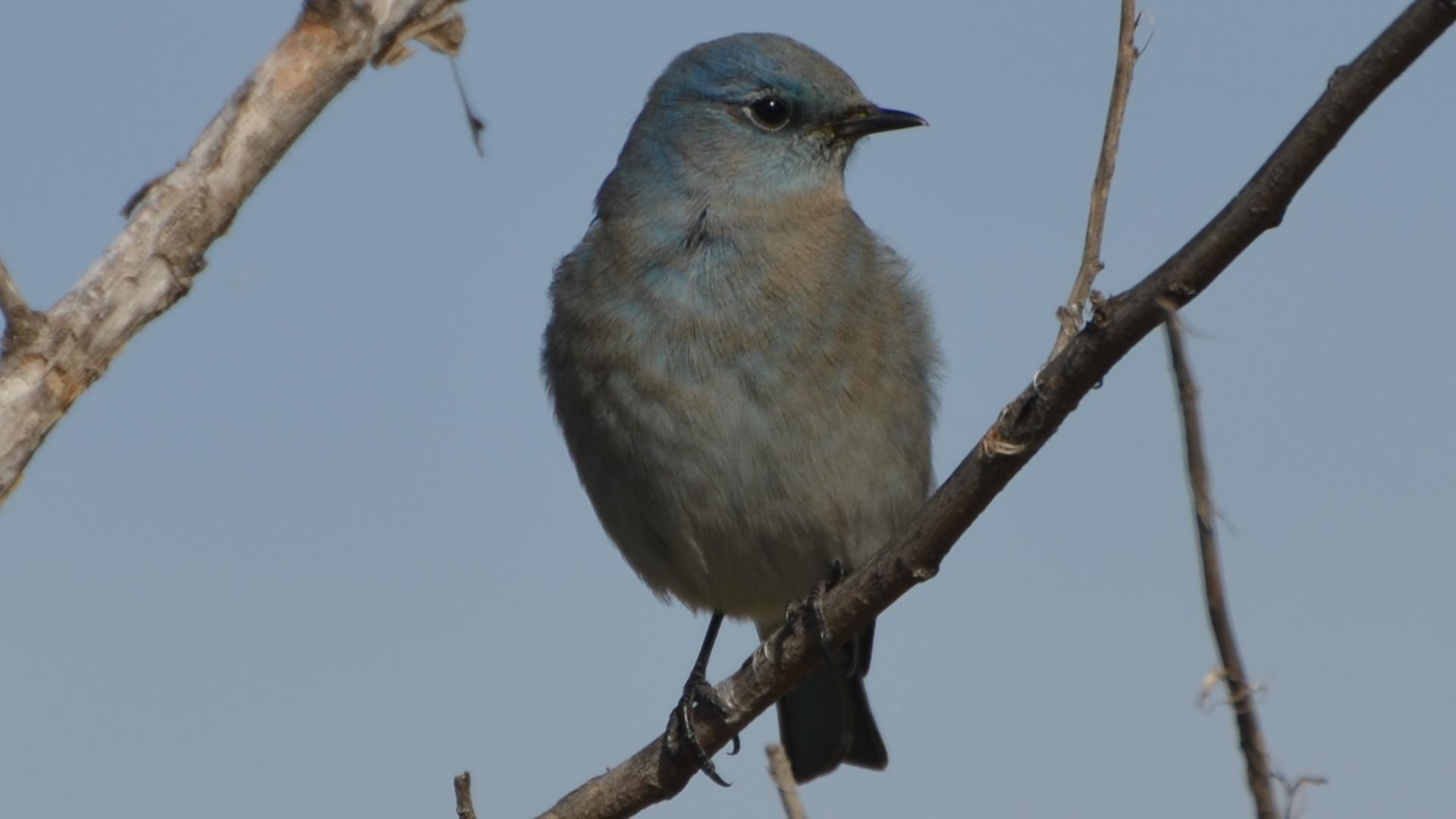 Птица уход фото Mountain Bluebird (Sialia currucoides) - Picture Bird