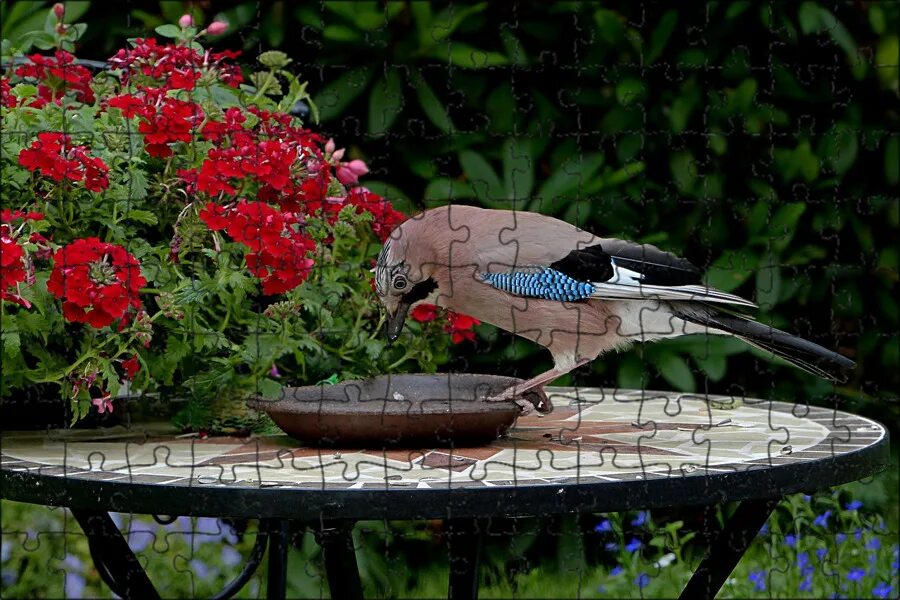 Птица уход фото Магнитный пазл 27x18см."Птица, джей, garrulus glandarius" на холодильник - купит