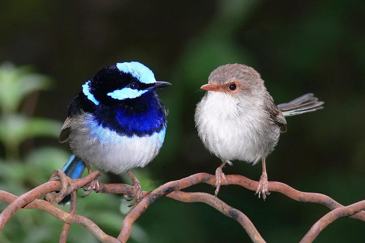 Птица уход фото Superb fairy-wren - Simple English Wikipedia, the free encyclopedia