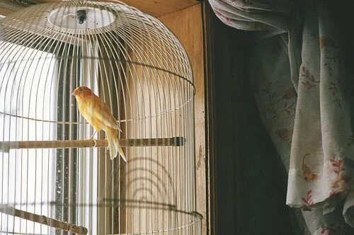 Птица в клетке фото Living for the happy endings Canary, Bird, Aesthetic pictures