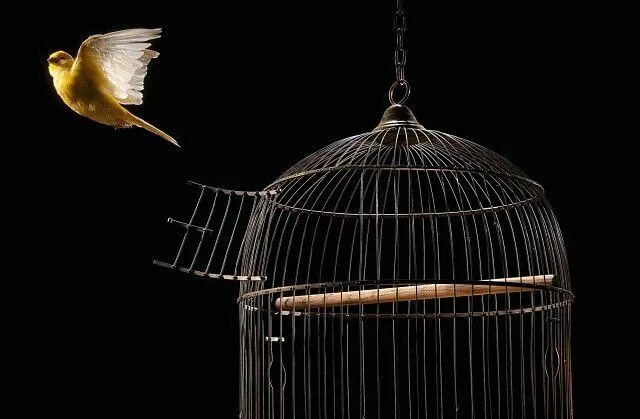 Птица в клетке фото Pin on Птицы./Birds./ Bird cage, Pet bird cage, Bird cages