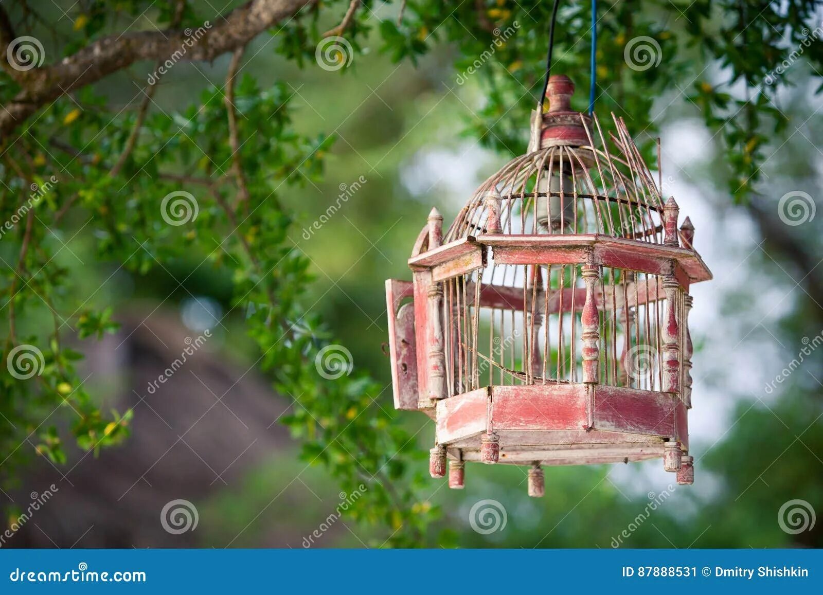 Птица в клетке фото Lanterns Hanging from the Trees To Decorate at Sunset Bird Cage Stock Image - Im